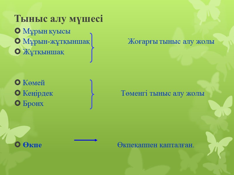 Тыныс алу мүшесі Мұрын қуысы         